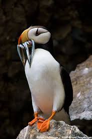 Horned Puffin With Mouth Full Of Needle Fish Alaska Maritime National Wildlife Refuge Near Lake Puffins Bird Puffin Pet Birds