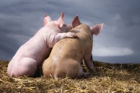 Come With Me And I Ll Show You The World Cute Baby Pigs Cute Pigs Pet Pigs