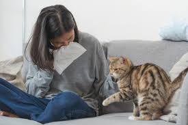 Are allergies and asthma related? Can You Develop An Allergy To Cats Comfort Zone