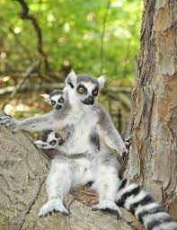 A Cute Lemur To Make Your Day That Much Better The Duke Lemur Center Is Near Morehead Manor Bed And Breakfast Of Durh Jungle Animals Cute Animals Baby Animals