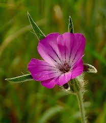 Image result for Agrostemma githago