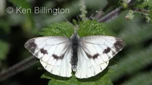 Image result for Pieris napi