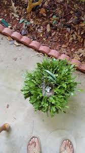 Their beautiful flowers, long bloom time, and easy care requirements make them a wonderful plant. Bird Nest In My Christmas Cactus Plants