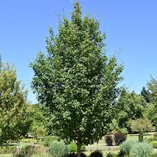 Image result for bigtooth maple