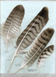 Else Than Well Accept This Food He Decided To Use It Is Soon Initial Picture Of A Hawk Feather In Hawk Feathers Red Tail Hawk Feathers Feather Identification