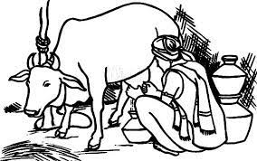 An Indian Farmer Milking Cow Coloring Pages Color Luna Cow Coloring Pages Boho Art Drawings Art Drawings For Kids