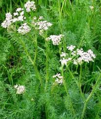 Water during dry periods and use a mulch around the base of the plant to preserve moisture. Pin On Products