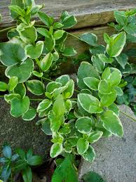 Image result for Vinca major