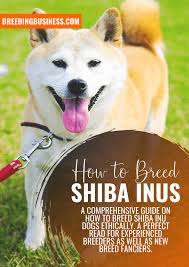 The earliest appearance of shiba inus online are from pet care and dog breed information websites with some of the earliest mentions dating back to the early 2000s. How To Breed Shiba Inus Health Breeding Practices History Faq