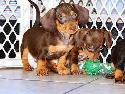 Akc miniature dachshund puppies for sale in texas. Dachshund Puppies For Sale In East Texas Petsidi
