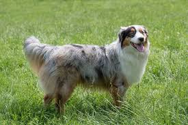 Toy Australian Shepherd Dog Breed