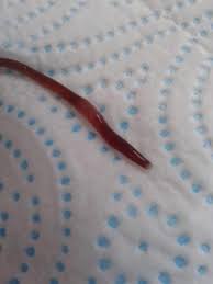 Check spelling or type a new query. Worm In Toilet Bowl Probably Earthworm All About Worms
