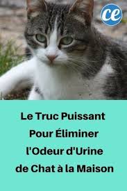 Le Truc Puissant Pour Eliminer L Odeur D Urine De Chat A La Maison Urine De Chat Odeur Urine Pipi De Chat