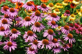 Native perennials are significant in helping save the pollinators. Top Native Plants For Your Michigan Garden