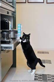 facebook 子猫 可愛い猫 ペット