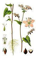 Image result for Fagopyrum snowdenii