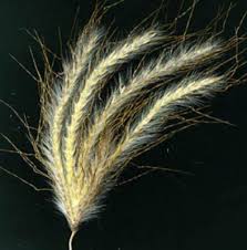Image result for Dichanthium sericeum