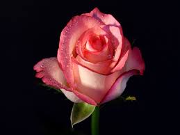 Rare Roses Rose Wallpapers Rose Photos Rose Images Latest Rose Wallpapers Amazing Flowers Rose Buds Beautiful Flowers Free for commercial use no attribution required high quality images. rare roses rose wallpapers rose