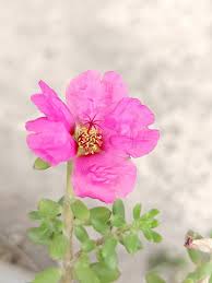 Image result for Portulacaceae