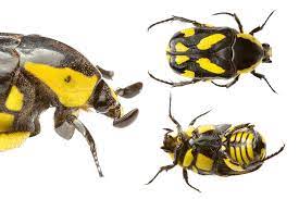 Has an orangish prothorax (the first area behind the head). Black Yellow Scarab Beetle Chlorobapta Goerlingi Beetle Black Beetle Stag Beetle