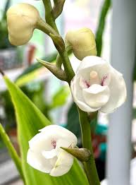 Image result for Ptaeroxylaceae