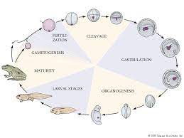 Developmental biology is the study of the process by which animals and plants grow and develop. Developmental Biology 3230