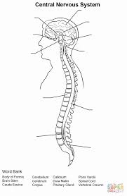 Nervous System Worksheet High School Lovely Nervous System Worksheet Pack With Diagrams In 2020 Nervous System Activities Central Nervous System Nervous System Anatomy