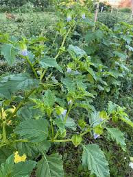 Image result for Nicandra physalodes