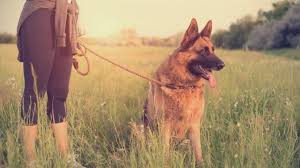 Услуги для домашних животных в winfield, kansas. German Shepherd Colors A Complete List Of All 13 Recognized Coat Colors All Things Dogs