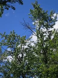 The leaves are ovoid and the flowers are greenish. Balsam Poplar Awes Agroforestry And Woodlot Extension Society Of Alberta