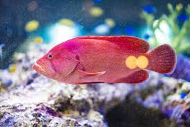 アカジン ミーバイ 値段