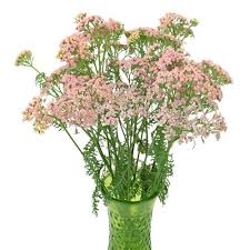 Light Pink Cottage Yarrow Flowers Fiftyflowers Com Yarrow Flower Azalea Flower Pink Flower Arrangements
