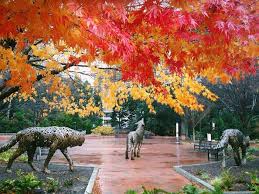 The main campus is the primary campus of north carolina state university, located in raleigh, north carolina, us, inside the beltline. Ncsu Wolves On The Prowl In Fall Nc State University Nc State University Campus