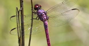 Pink Dragonfly With Sparkly Wings By Carol Groenen Pink Dragonfly Dragonfly Photos Dragonfly Photography