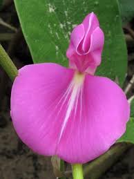 Image result for Canavalia africana