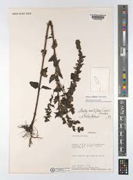 Image result for Alectra sessiliflora