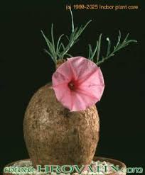 Image result for Ipomoea bolusiana