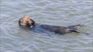 We did not find results for: Sea Otter River Otter Comparison Video By Tom Reynolds Youtube