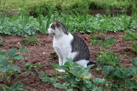 Keine für katzen giftige pflanzen im garten pflanzen. Katzenschreck Katzen Effektiv Vertreiben Gartendialog De