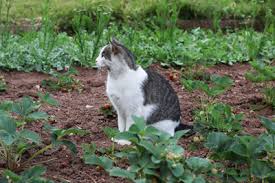 Leider sind nicht alle katzenbesitzer dafür verantwortlich, und dies kann dazu führen, dass die lebewesen in ihrem … Katzenschreck Katzen Effektiv Vertreiben Gartendialog De