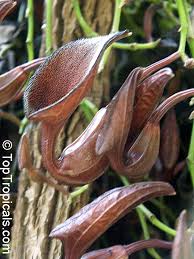 Image result for Aristolochia promissa