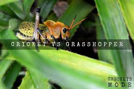 Cricket Vs Grasshopper In 2020 Cricket Insect Grasshopper Edible Insects
