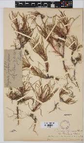 Image result for Sida hoepfneri