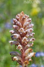 Image result for Orobanche minor