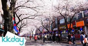 Chào mừng bạn đến với hàn quốc norihàn quốc nori là nơi chia sẻ kiến thức tiếng hàn đến với cộng đồng người việt yêu thích văn hóa và ngôn ngữ. Du Lá»‹ch Han Quá»'c Thang 4 Cach Ä'i Nhá»¯ng Lá»… Há»™i Hoa Ä'áº¹p Nháº¥t Han Quá»'c