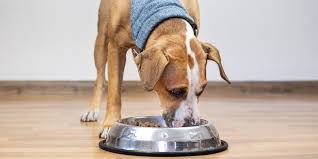 Taste of the wild puppy food reviews are almost always raves. Taste Of The Wild Dog Food Review Dog Food Wiki