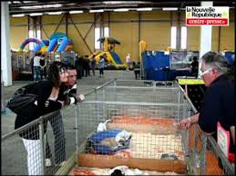 De nombreuses races de chiots et quelques chatons seront proposés à la vente par une quinzaine d'éleveurs naisseurs français (pas d'animaux d'importation ou issu de négoce) : Le Salon Du Chiot A Chatellerault Youtube