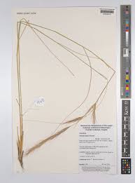 Image result for Aristida pilgeri