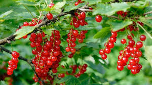 Garantierte Obstfulle Beerenstraucher Schneiden Br De Beerenstraucher Erdbeeren Pflanzen Obst