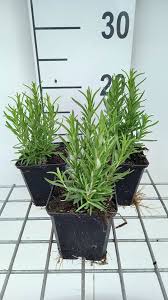 Image result for rosemary container